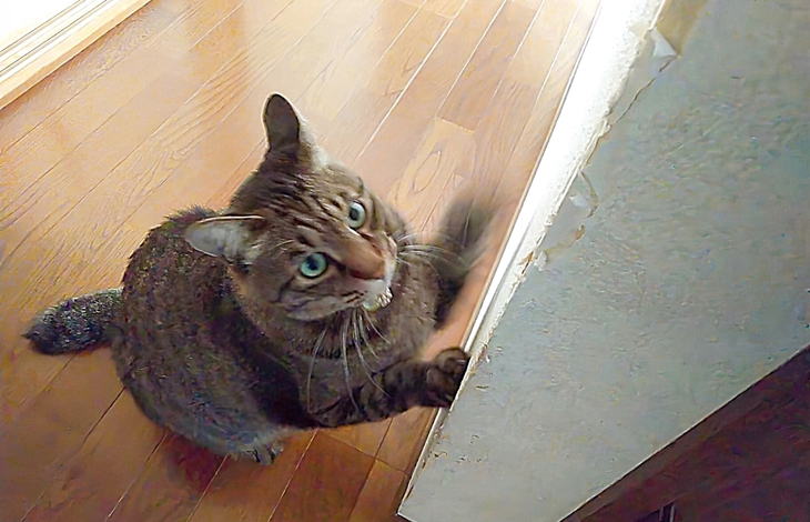 傷や臭いが付きにくい壁紙・床材