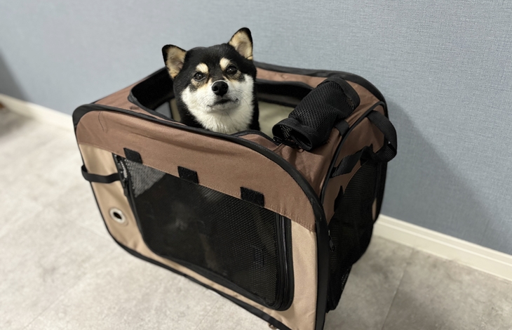 作業が行われる部屋には近づけないよう、ゲートやケージをうまく活用して物理的に遮断