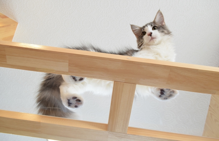 下から肉球を眺めることができるなど、飼い主様にとっても嬉しい仕掛け